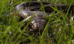 巨蟒大战恐鳄,一场史前生物的生死较量