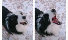 娱乐吃瓜酱边牧