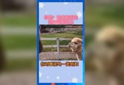 娱乐吃瓜音频,跟随吃瓜音频，探寻明星幕后故事