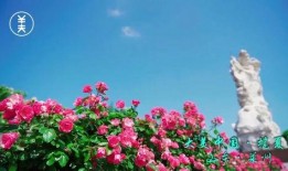 花开莱州,探寻山东莱州的花海魅力