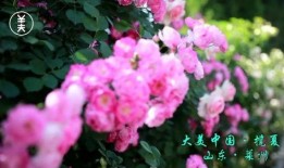 花开莱州,探寻山东莱州的花海魅力