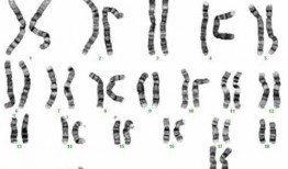 Y染色体,揭秘男性遗传密码的奥秘